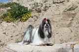 SHIH TZU 006